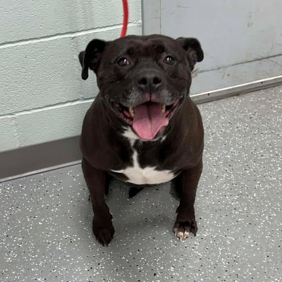 Enlarge Miss Piggy, a ADOPTABLE mixed breed in Bardstown, KY image 6/6