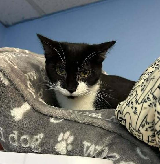 Enlarge Cheeky, a Adoptable mixed breed in Woodbridge, VA image 1/2