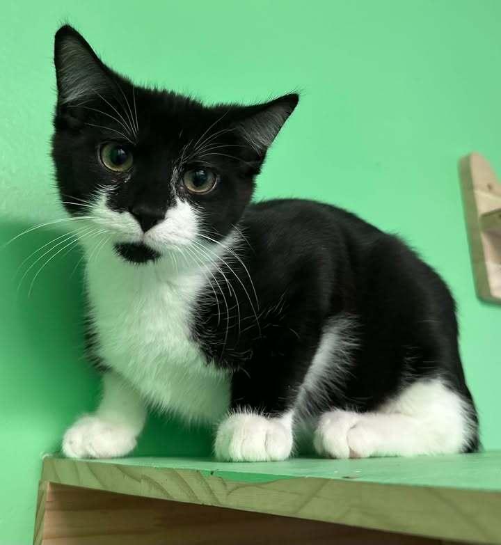 Cheeky, Adoptable, Kitten Male Domestic Short Hair.
