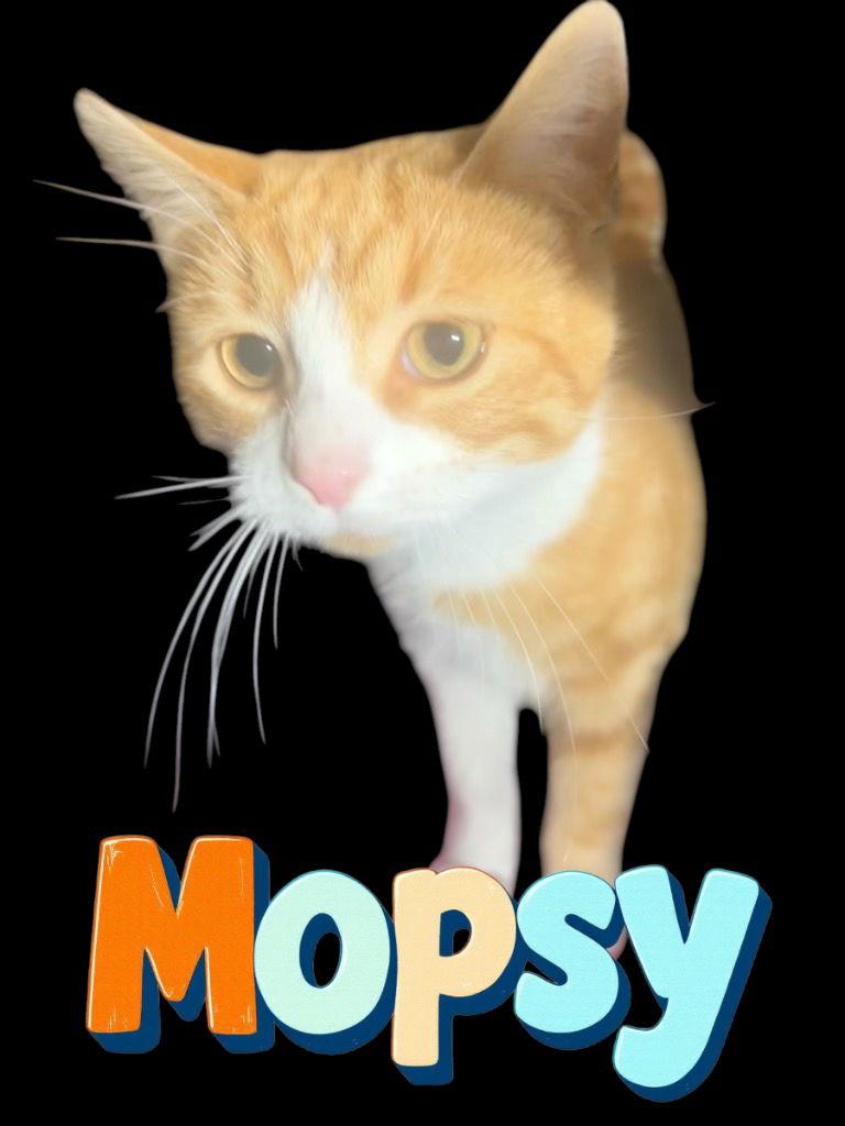 Mopsy, a Adoptable Domestic Short Hair in Cromwell, KY image 1/2