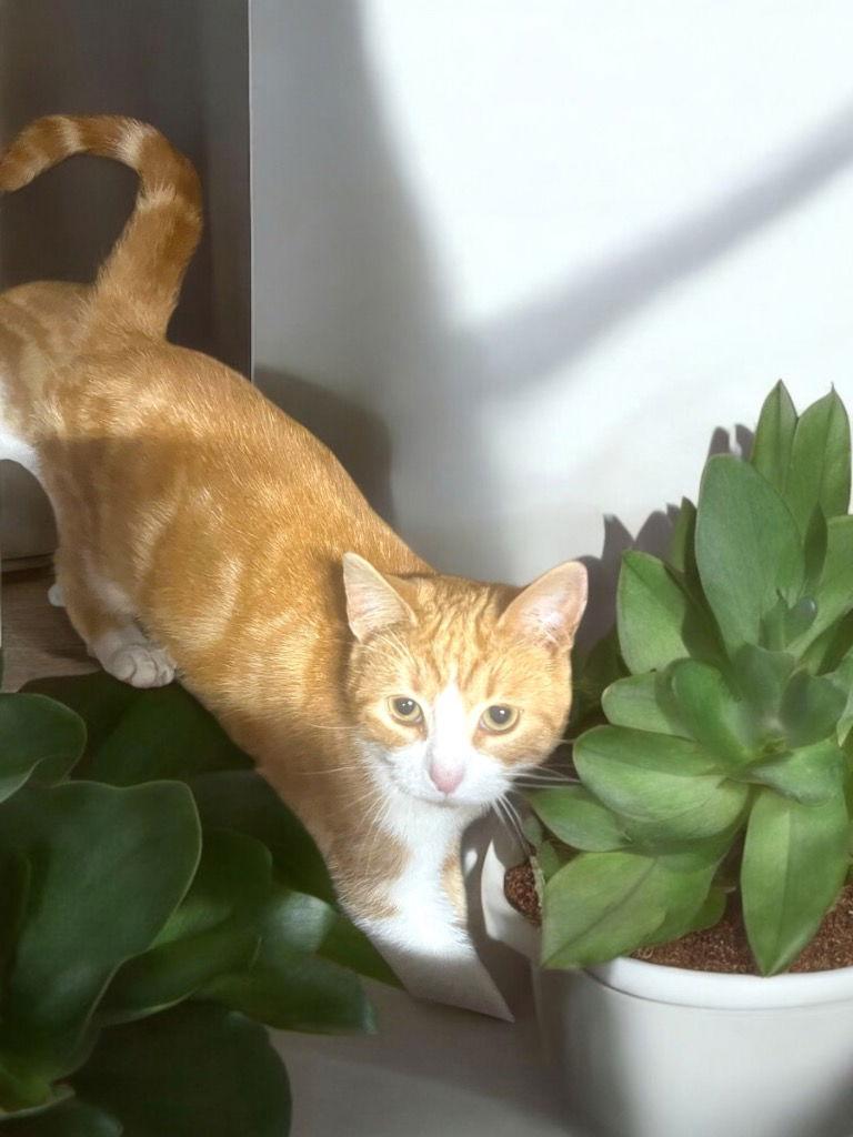 Mopsy, a Adoptable Domestic Short Hair in Cromwell, KY image 2/2