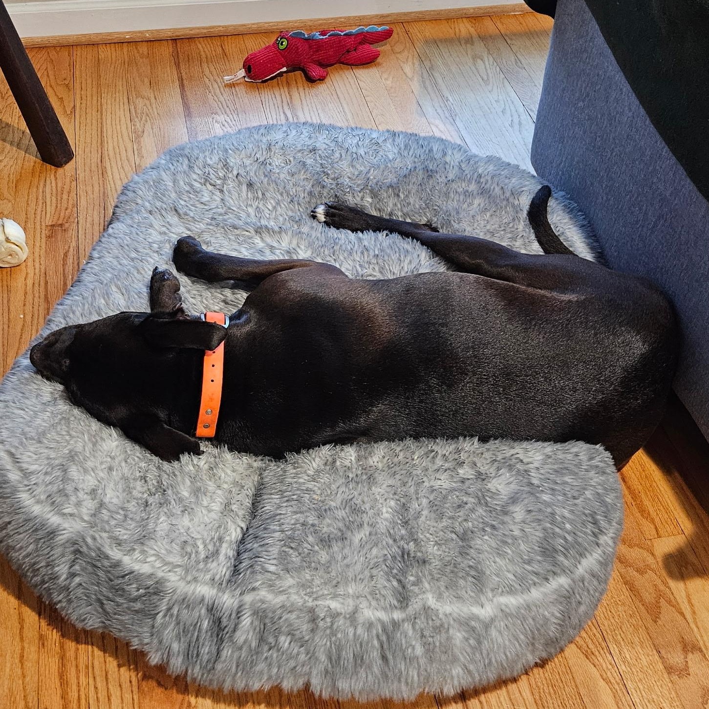 Bryon CM 7/20, Adoptable, Adult Male Rottweiler & Black Labrador Retriever.