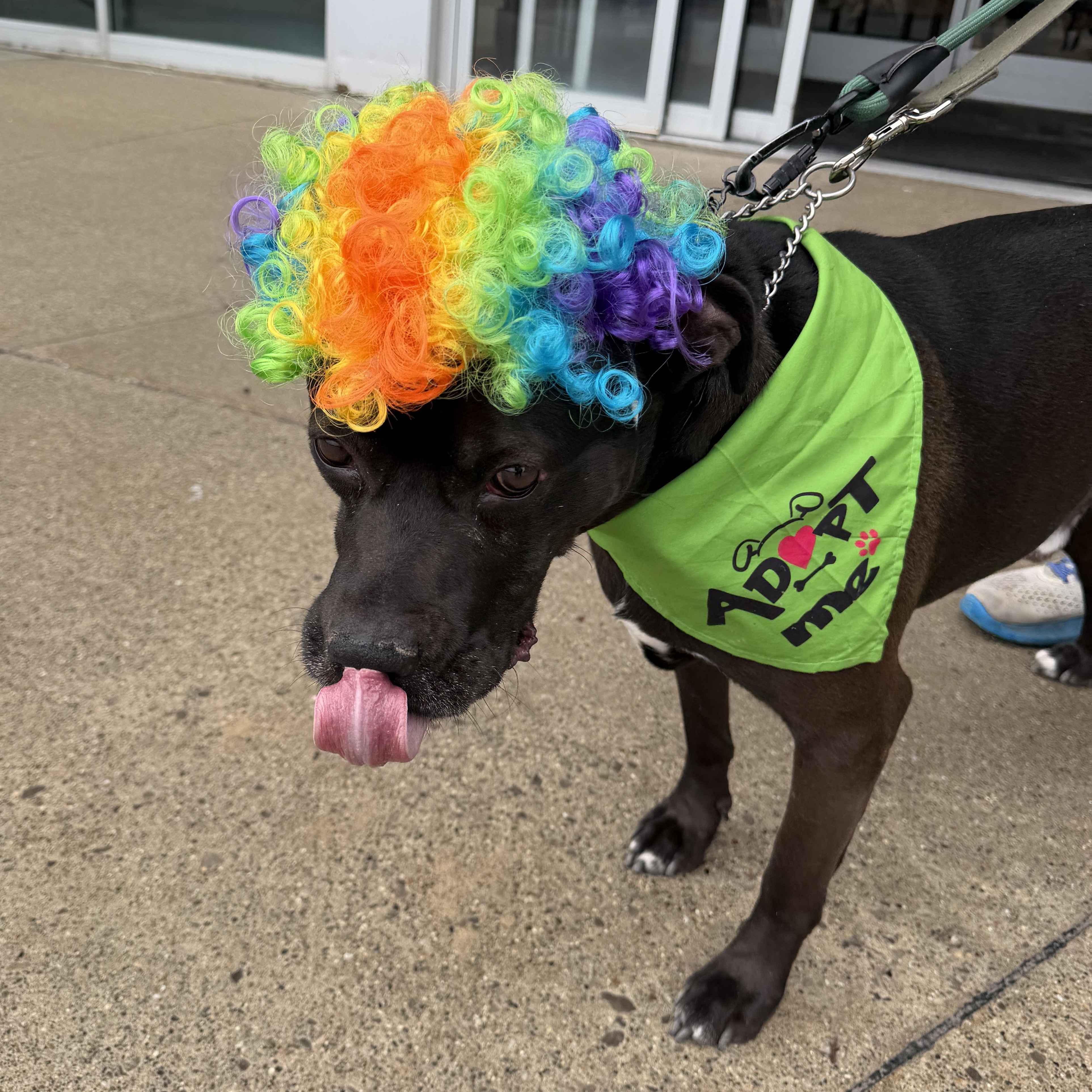Enlarge Bryon CM 7/20, a Adoptable mixed breed in West Bloomfield, MI image 2/6
