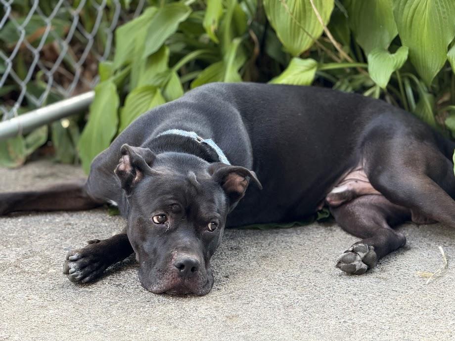 Enlarge Bryon CM 7/20, a Adoptable mixed breed in West Bloomfield, MI image 4/6