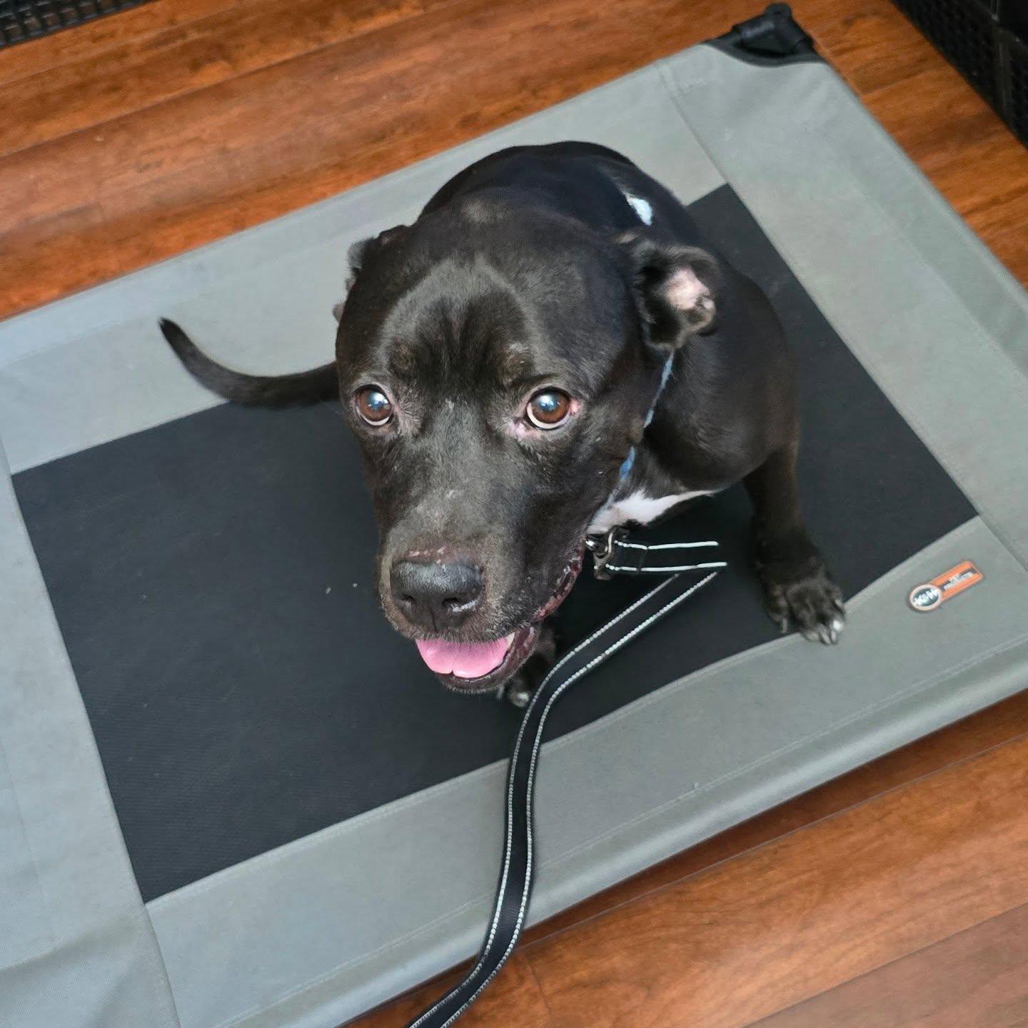 Enlarge Bryon CM 7/20, a Adoptable mixed breed in West Bloomfield, MI image 3/6