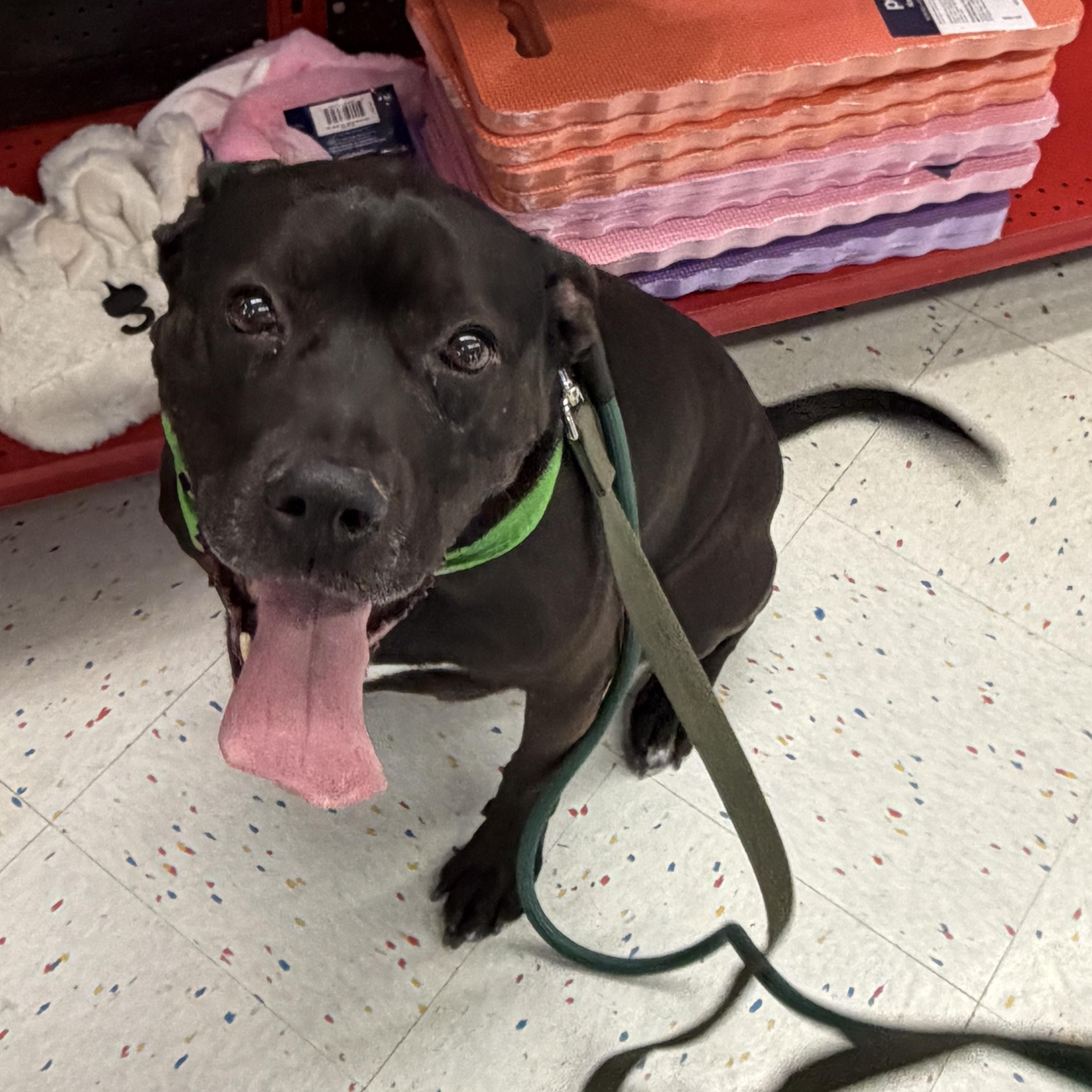 Enlarge Bryon CM 7/20, a Adoptable mixed breed in West Bloomfield, MI image 6/6