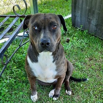Roxanne, a Adoptable mixed breed in Manning, SC image 1/2