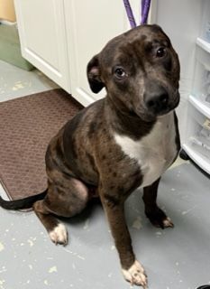 Roxanne, a Adoptable mixed breed in Manning, SC image 2/2