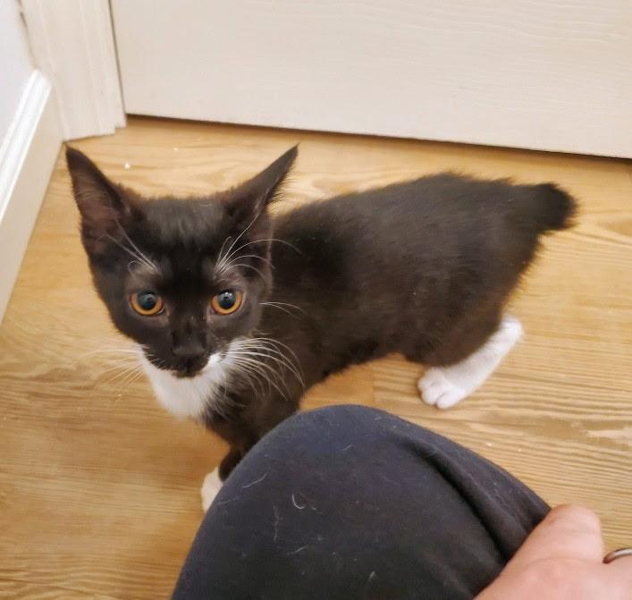 Enlarge Wallace, a ADOPTABLE Domestic Short Hair in Mississippi State, MS image 1/1