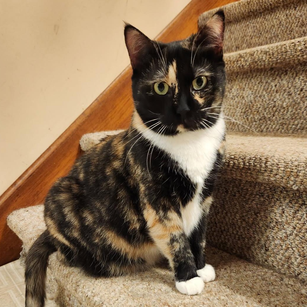 Callista, a Adoptable mixed breed in Scranton, PA image 1/2