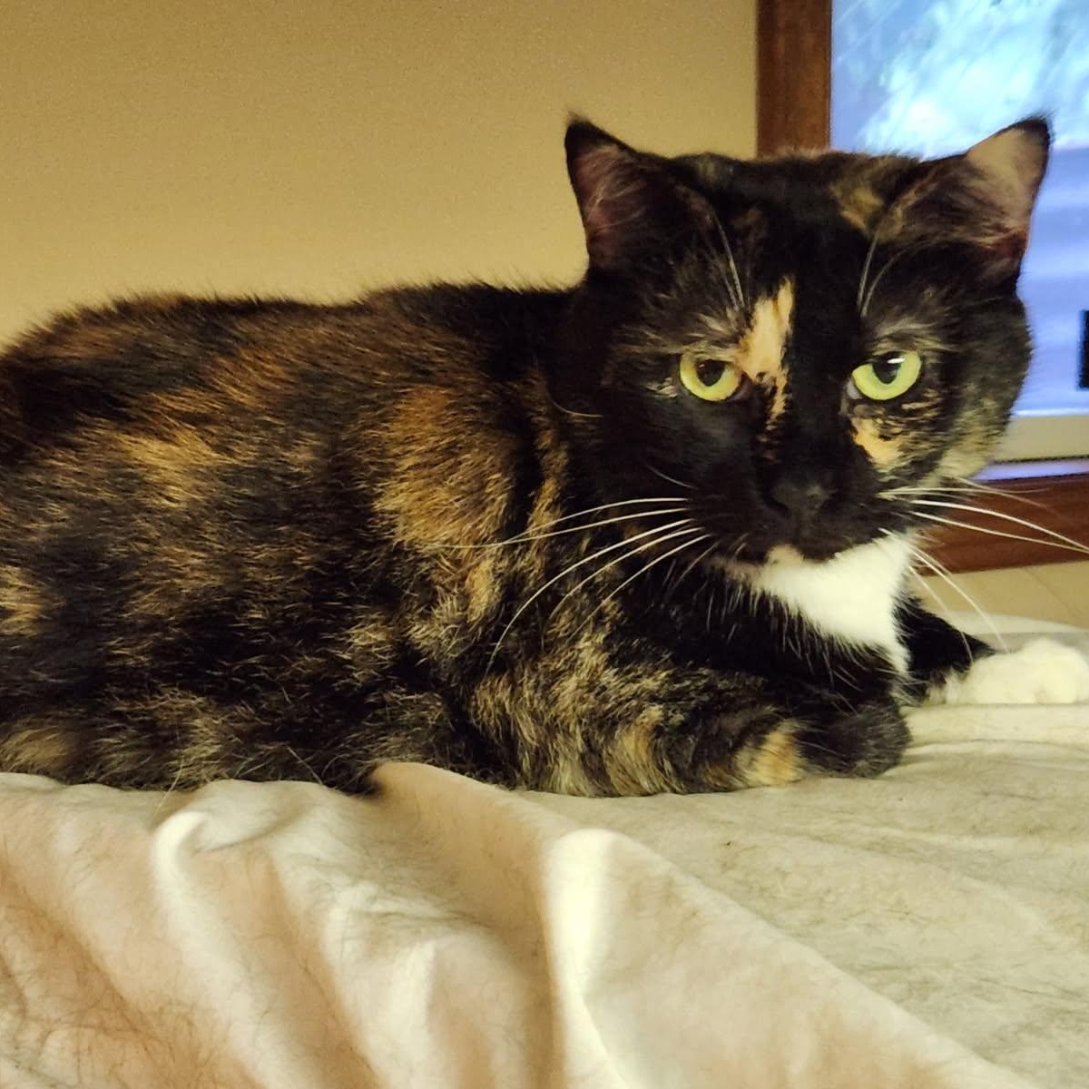 Callista, a Adoptable mixed breed in Scranton, PA image 2/2