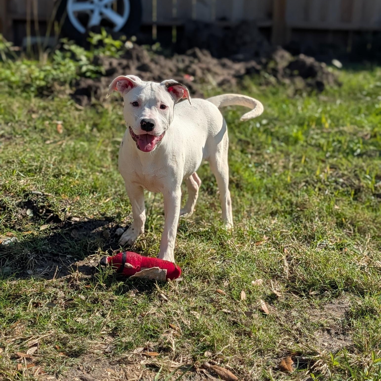Snow, a Adoptable mixed breed in Chicago , IL image 2/5