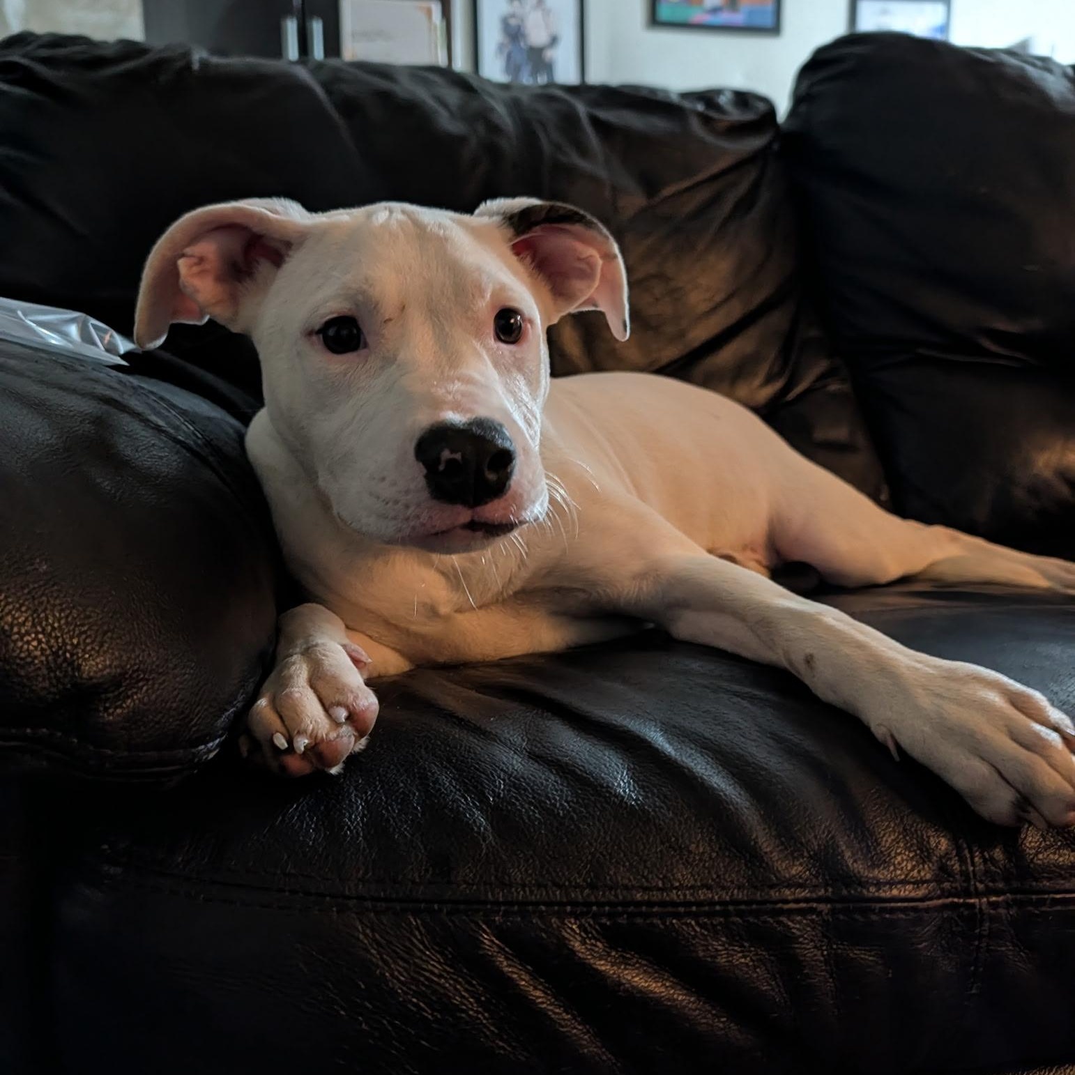 Snow, a Adoptable mixed breed in Chicago , IL image 4/5