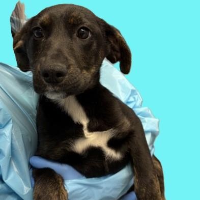 Enlarge Regal, a Adoptable Mixed Breed in Canal Winchester, OH image 2/2