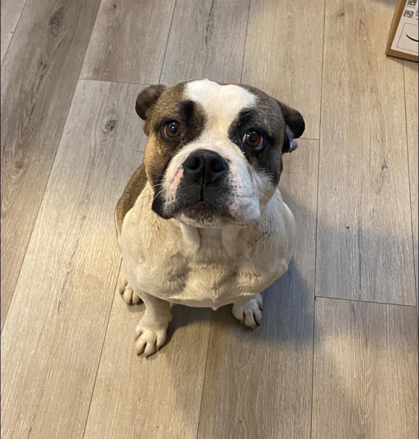 Bramble, Adoptable, Young Female American Bulldog & Mixed Breed.