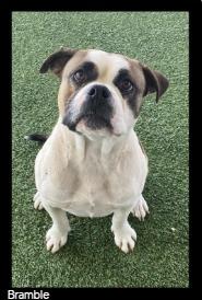 Enlarge Bramble, a Adoptable mixed breed in Chino Valley, AZ image 2/2