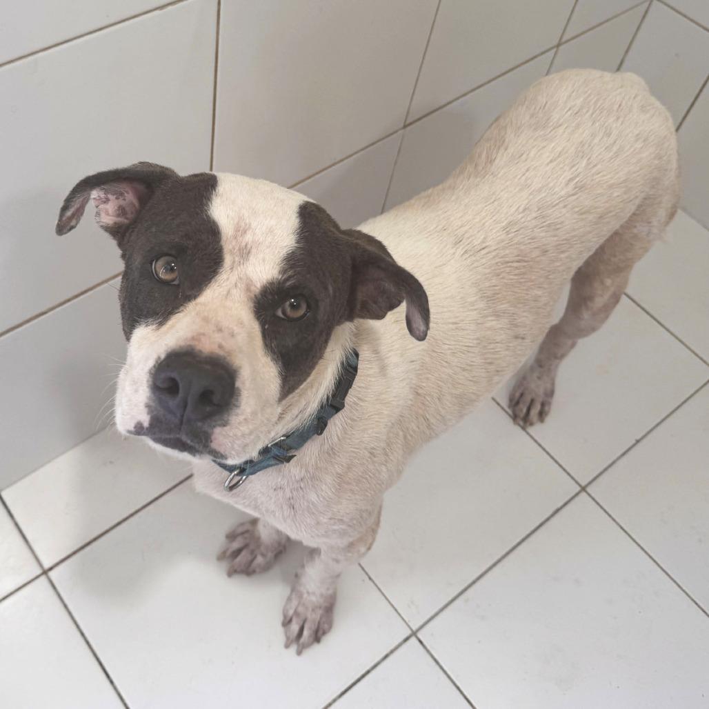 Bongo, Adoptable, Adult Male Pit Bull Terrier & Mixed Breed.