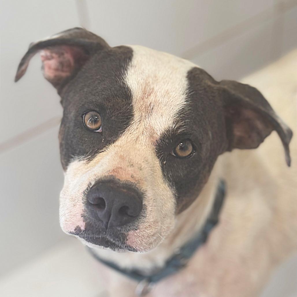 Enlarge Bongo, a Adoptable mixed breed in Vieques, PR image 2/2