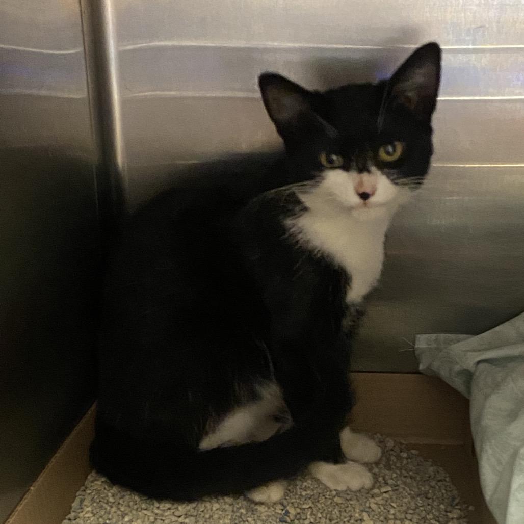 Enlarge Kayda, a Adoptable Domestic Short Hair in Norfolk, NE image 2/3