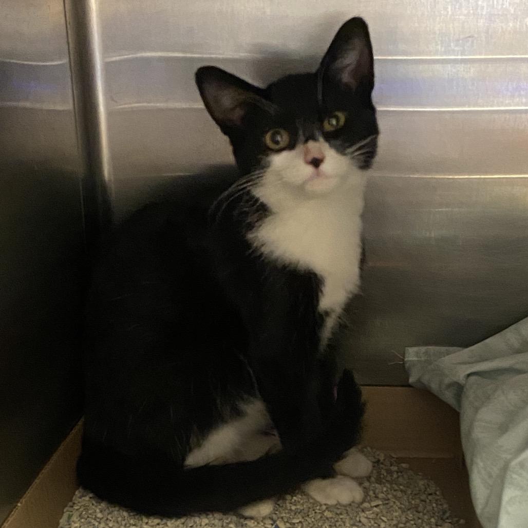 Enlarge Kayda, a Adoptable Domestic Short Hair in Norfolk, NE image 3/3