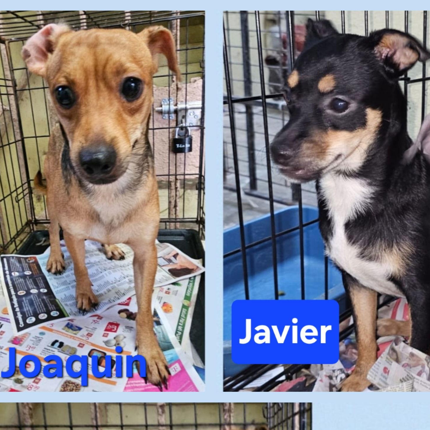 Javier, Adoptable, Adult Male Terrier & Chihuahua.