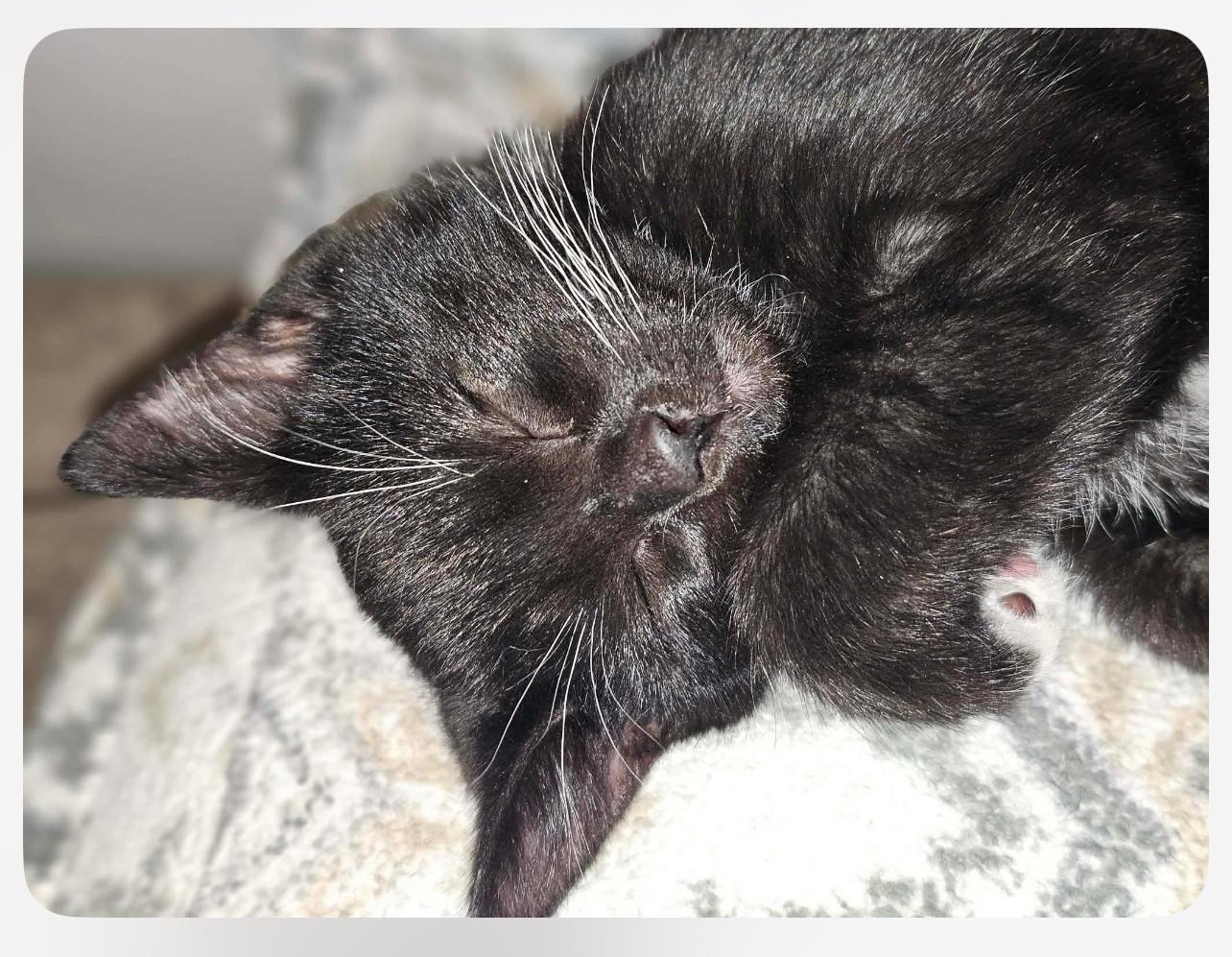 Tux, Adopted, Young Male Domestic Short Hair.