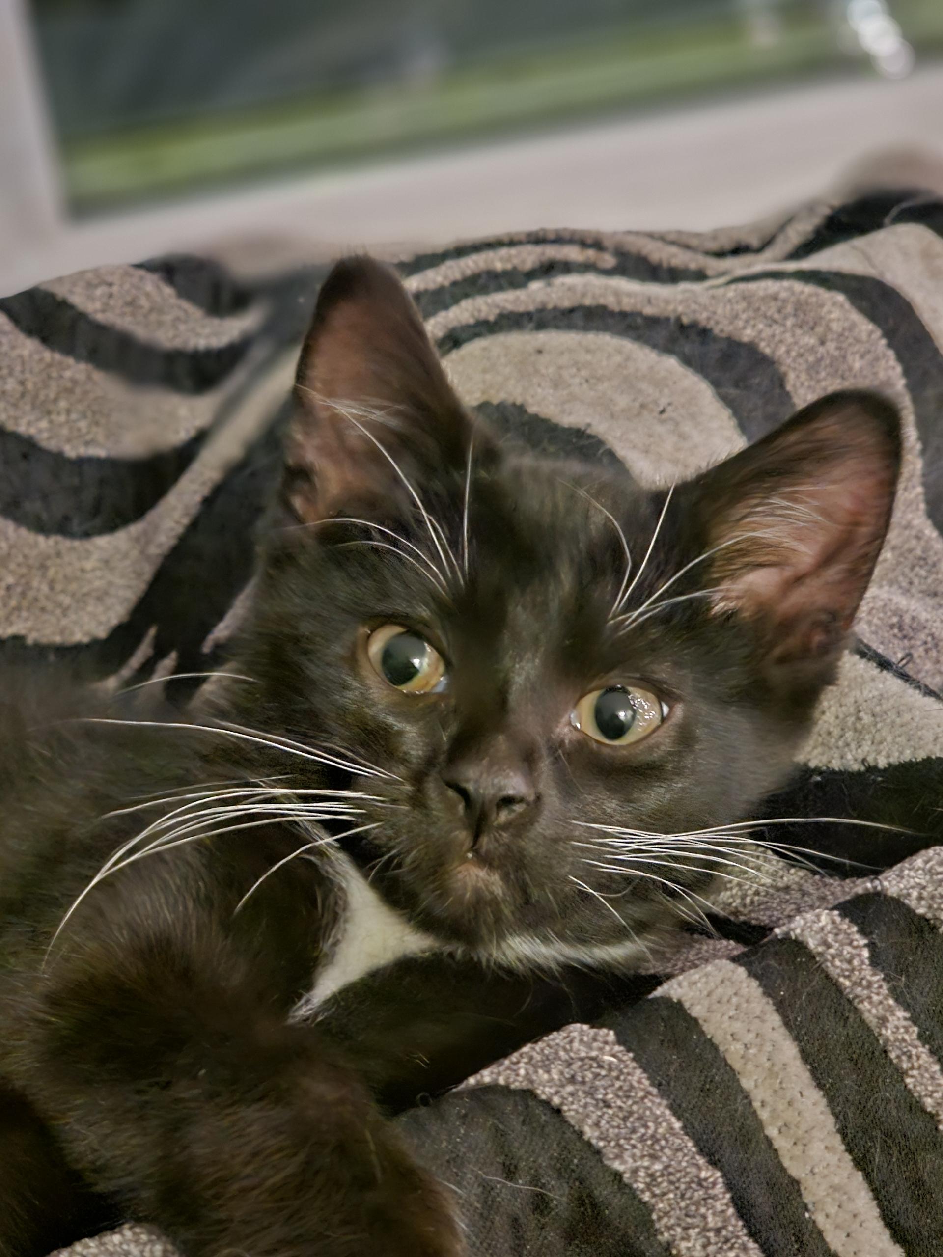 Enlarge Tux, a Adopted mixed breed in Lockport, IL image 2/2