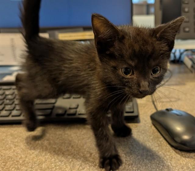 Peanut A217901, adopted, Kitten Male Domestic Short Hair.
