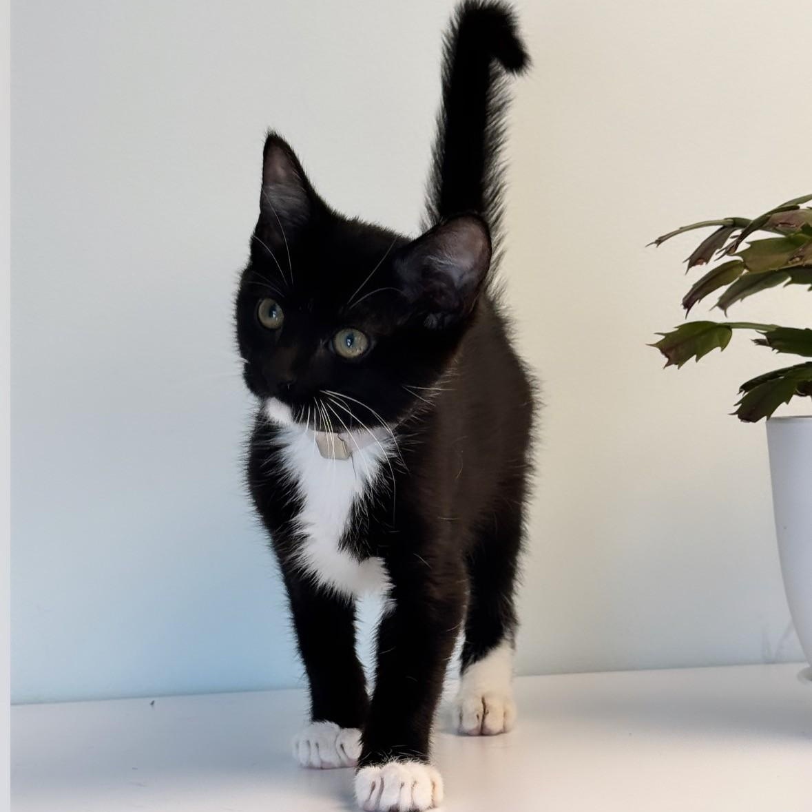 Paloma, ADOPTABLE, Young Female Domestic Short Hair.