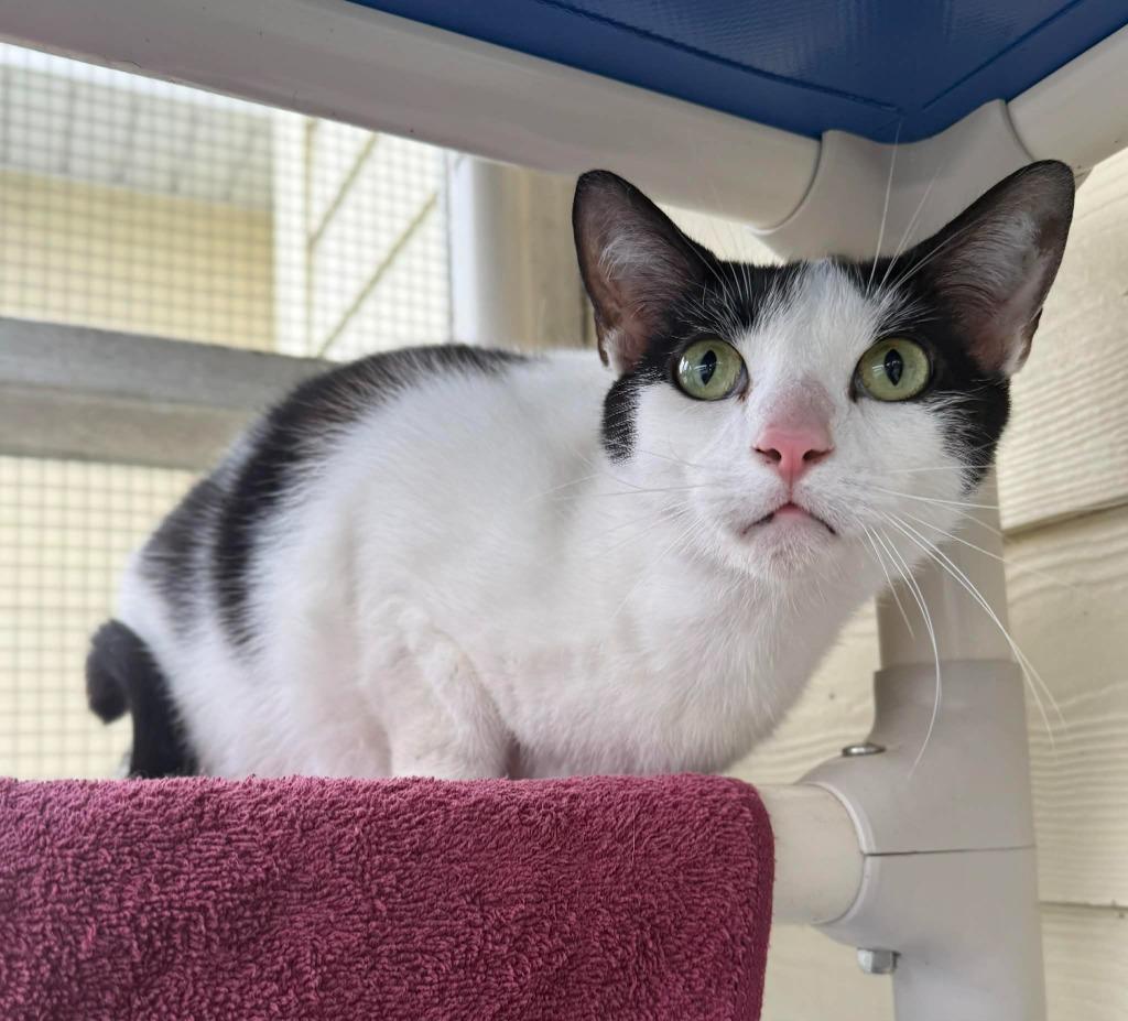 Holstein, Adoptable, Young Male Domestic Short Hair.