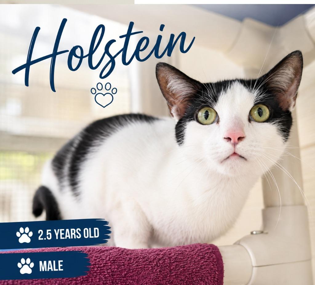 Enlarge Holstein, a Adoptable mixed breed in Kingsland, GA image 2/2