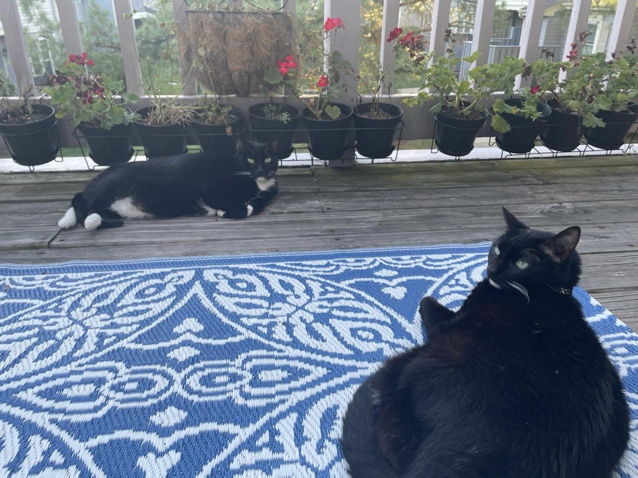 Enlarge DIAMOND, a Adoptable Domestic Short Hair in Beltsville, MD image 4/4