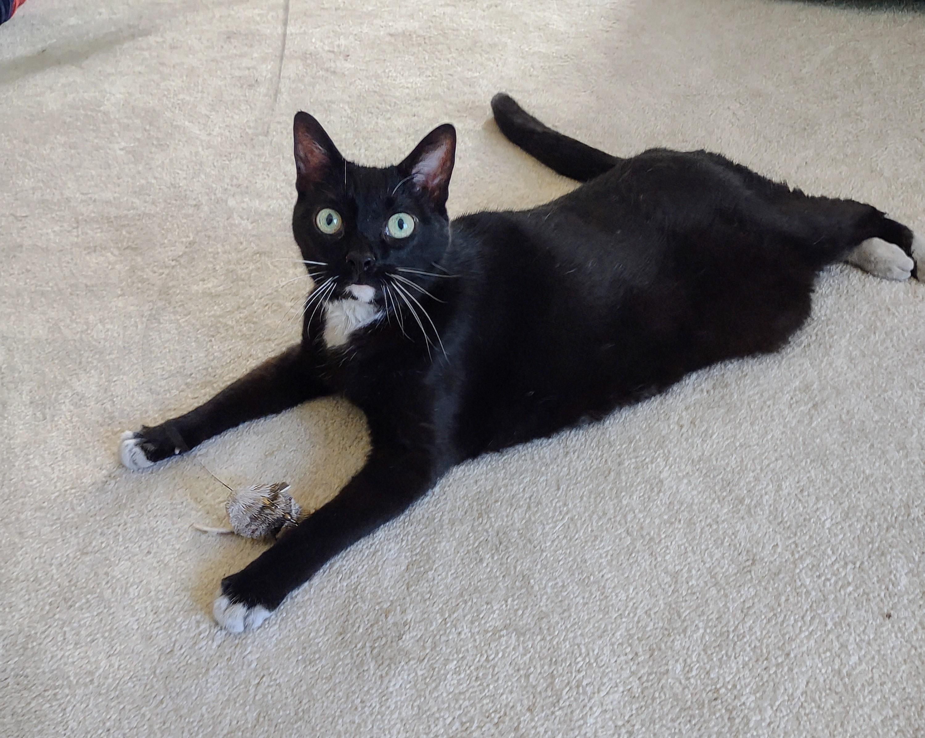 Enlarge DIAMOND, a Adoptable Domestic Short Hair in Beltsville, MD image 2/4