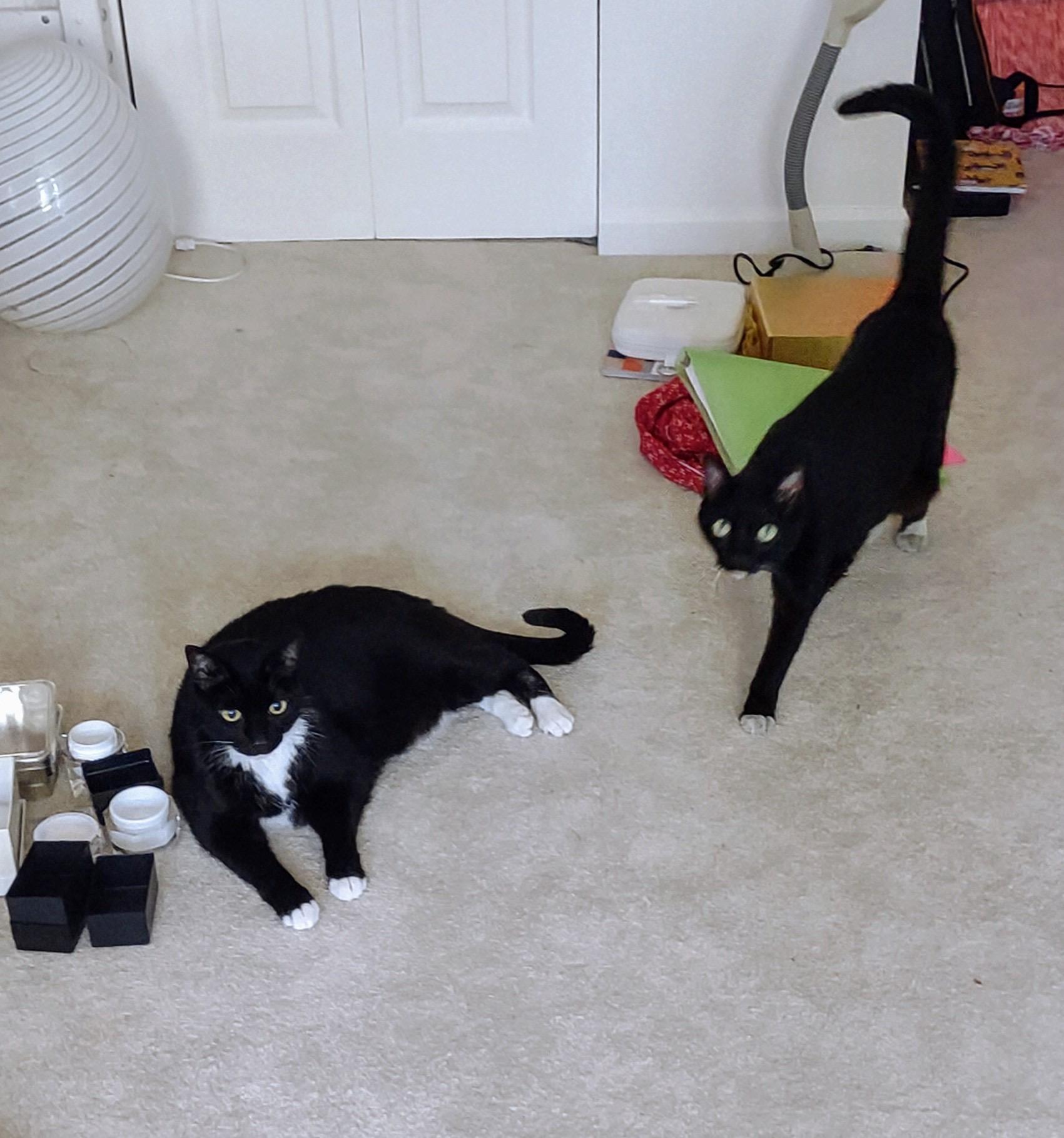 Enlarge DIAMOND, a Adoptable Domestic Short Hair in Beltsville, MD image 3/4