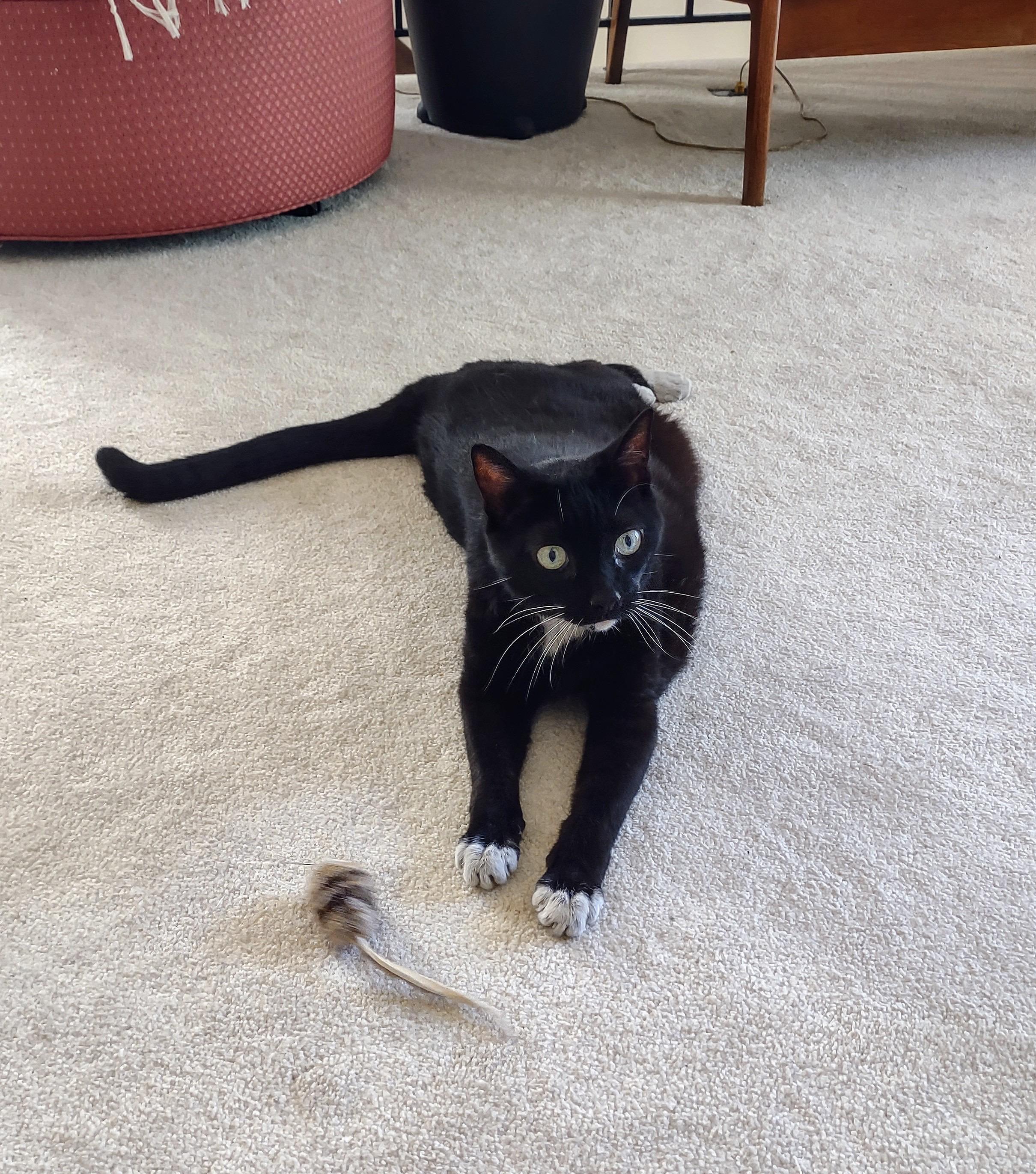 Enlarge DIAMOND, a Adoptable Domestic Short Hair in Beltsville, MD image 1/4