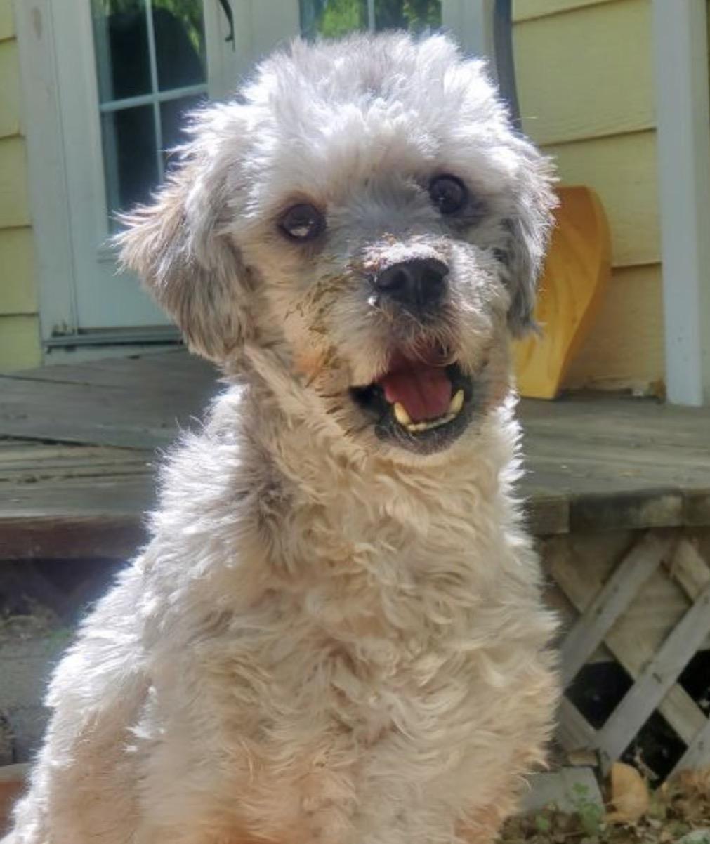 Bunny, ADOPTABLE, Adult Female Miniature Poodle.