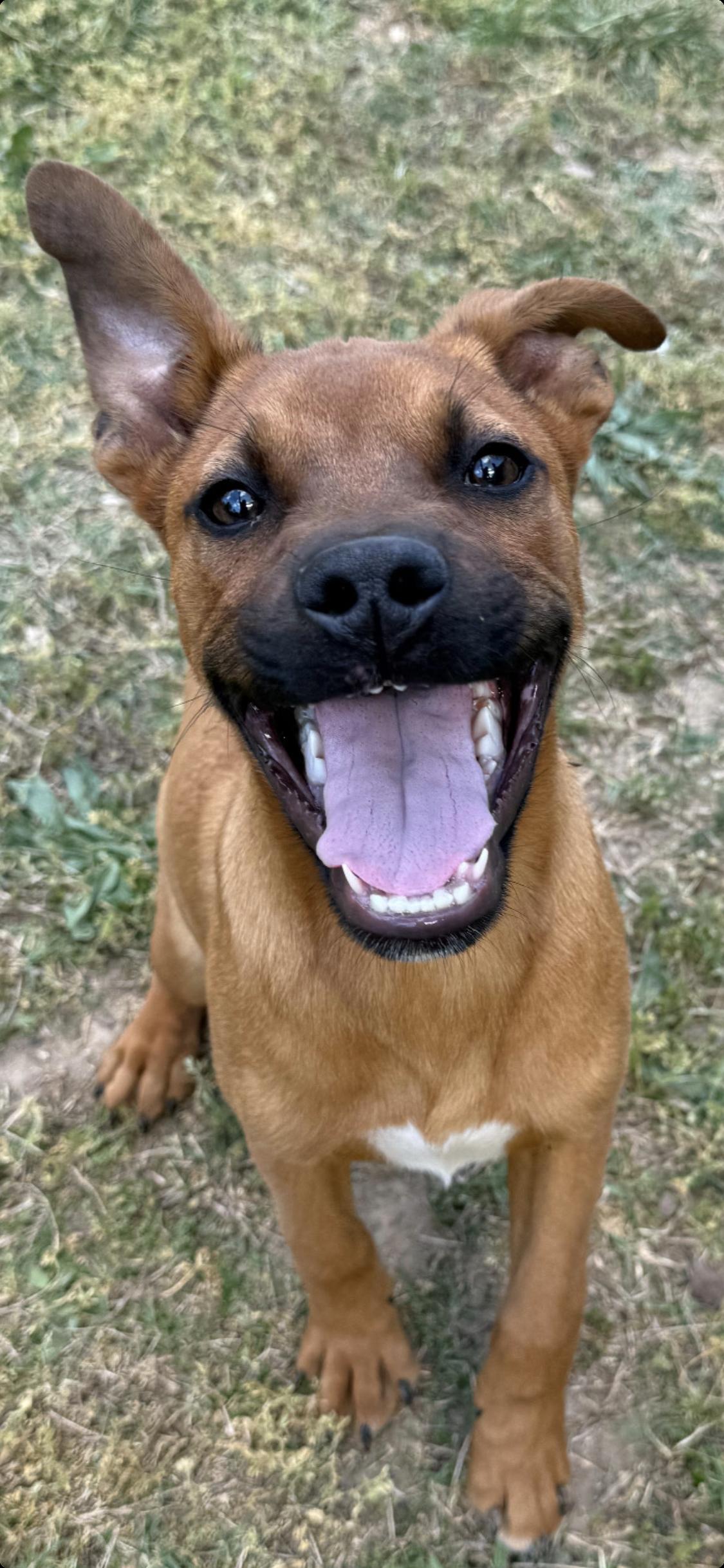 Enlarge Duke, a Adoptable mixed breed in Tonawanda, NY image 2/3