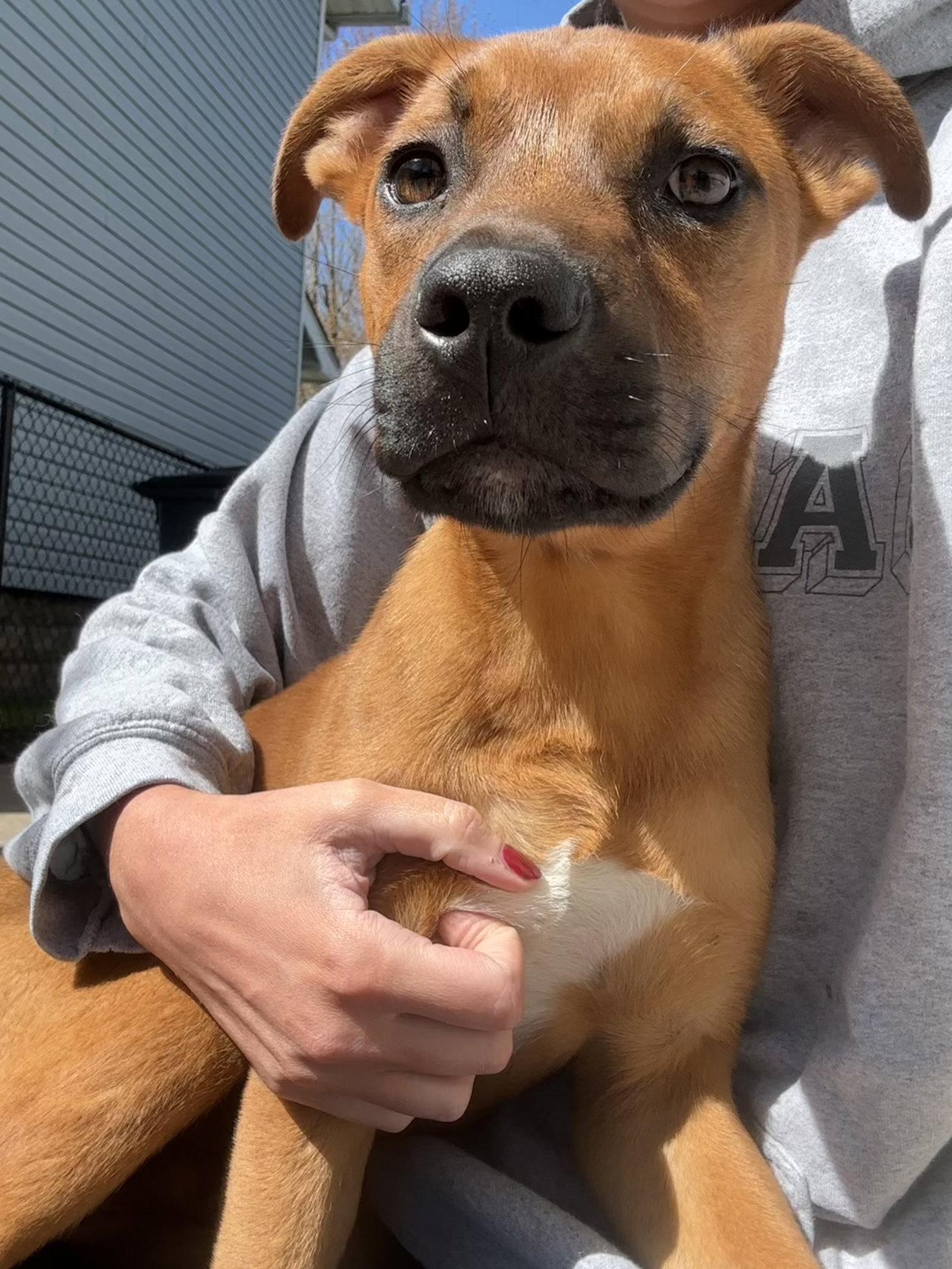 Enlarge Duke, a Adoptable mixed breed in Tonawanda, NY image 3/3