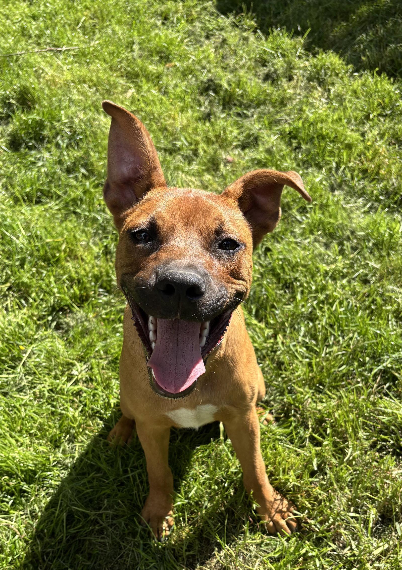 Enlarge Duke, a Adoptable mixed breed in Tonawanda, NY image 2/3