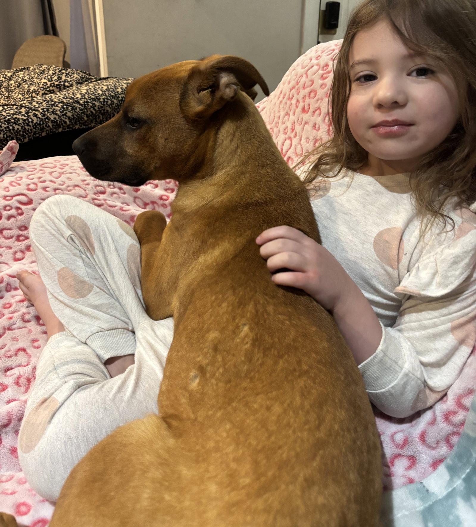 Enlarge Duke, a Adoptable mixed breed in Tonawanda, NY image 3/3