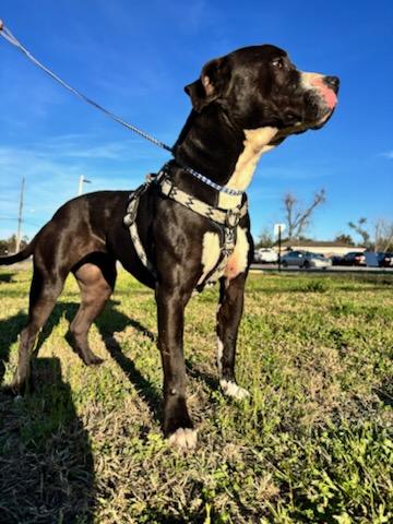 Enlarge Tulip, a ADOPTABLE mixed breed in Panama city, FL image 2/2