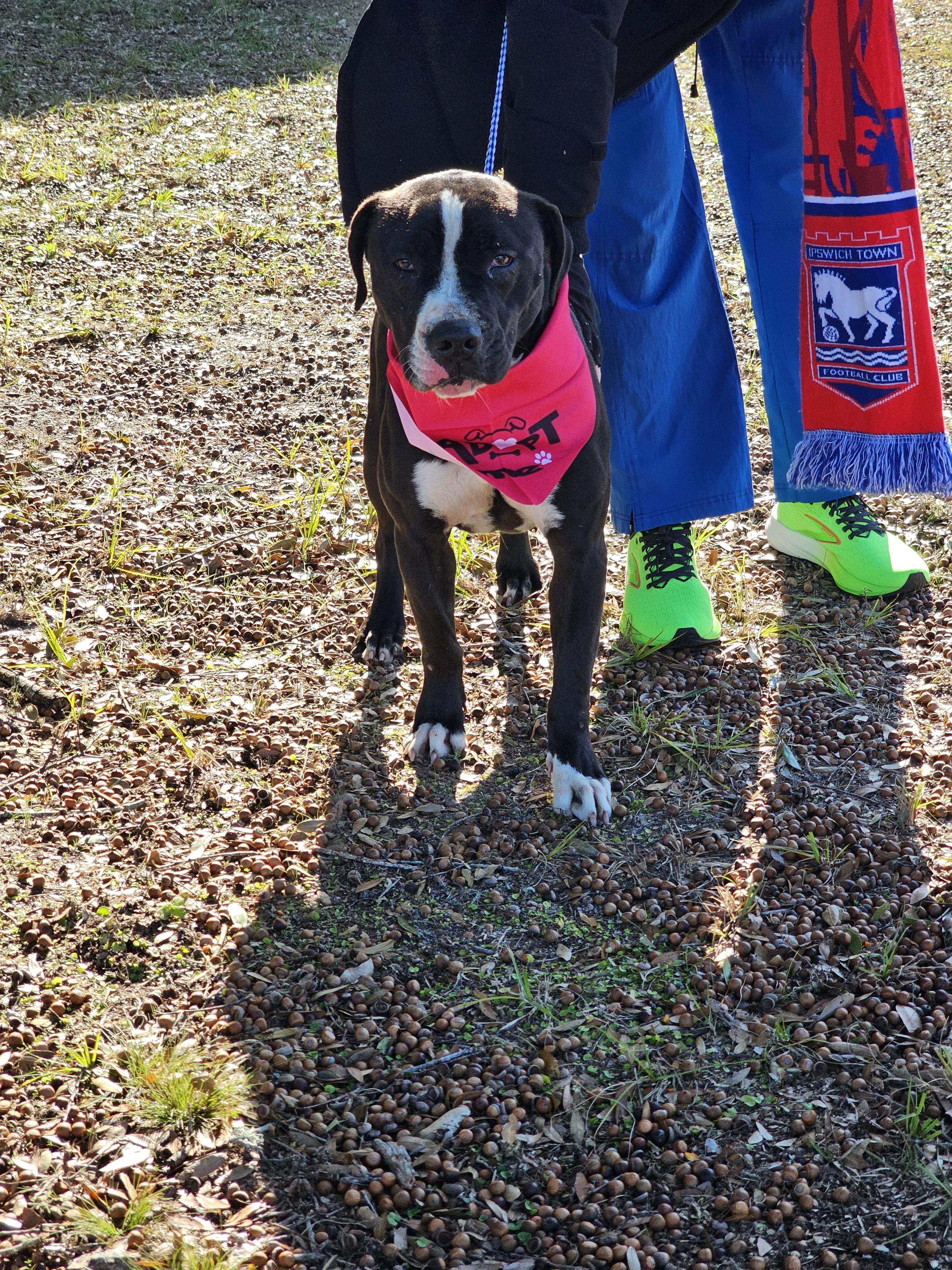 Enlarge Tulip, a ADOPTABLE mixed breed in Panama city, FL image 1/2