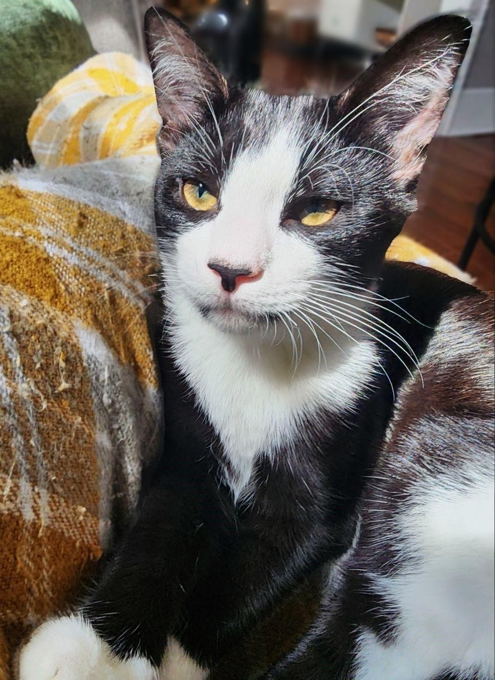 Enlarge Rebel, a Adoptable Tuxedo in New Albany, OH image 6/6