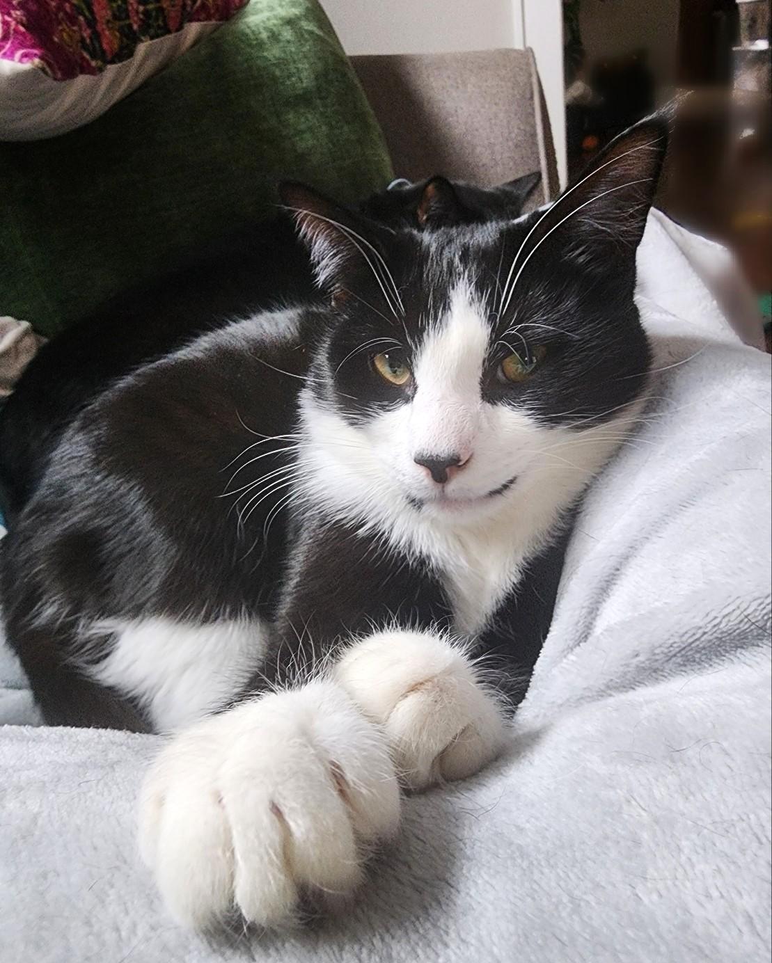 Enlarge Rebel, a Adoptable Tuxedo in New Albany, OH image 1/6