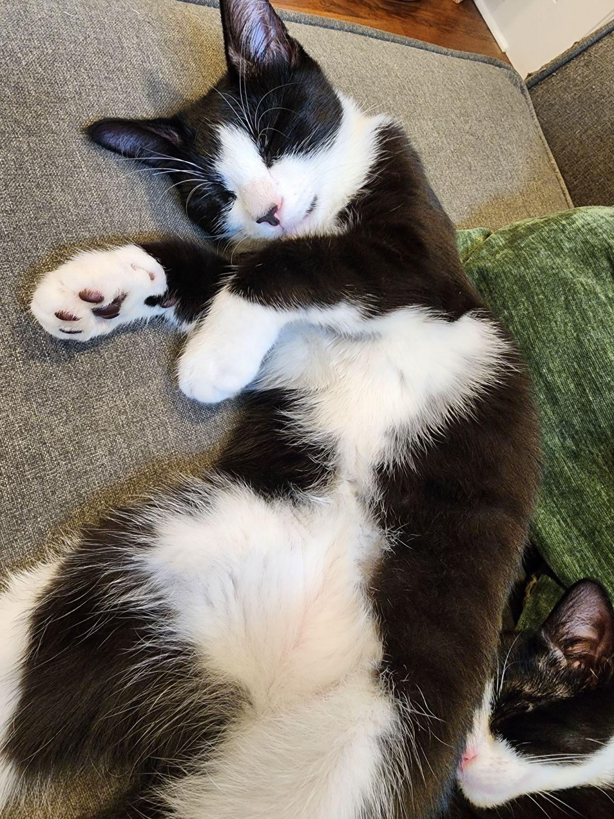 Enlarge Rebel, a Adoptable Tuxedo in New Albany, OH image 5/6