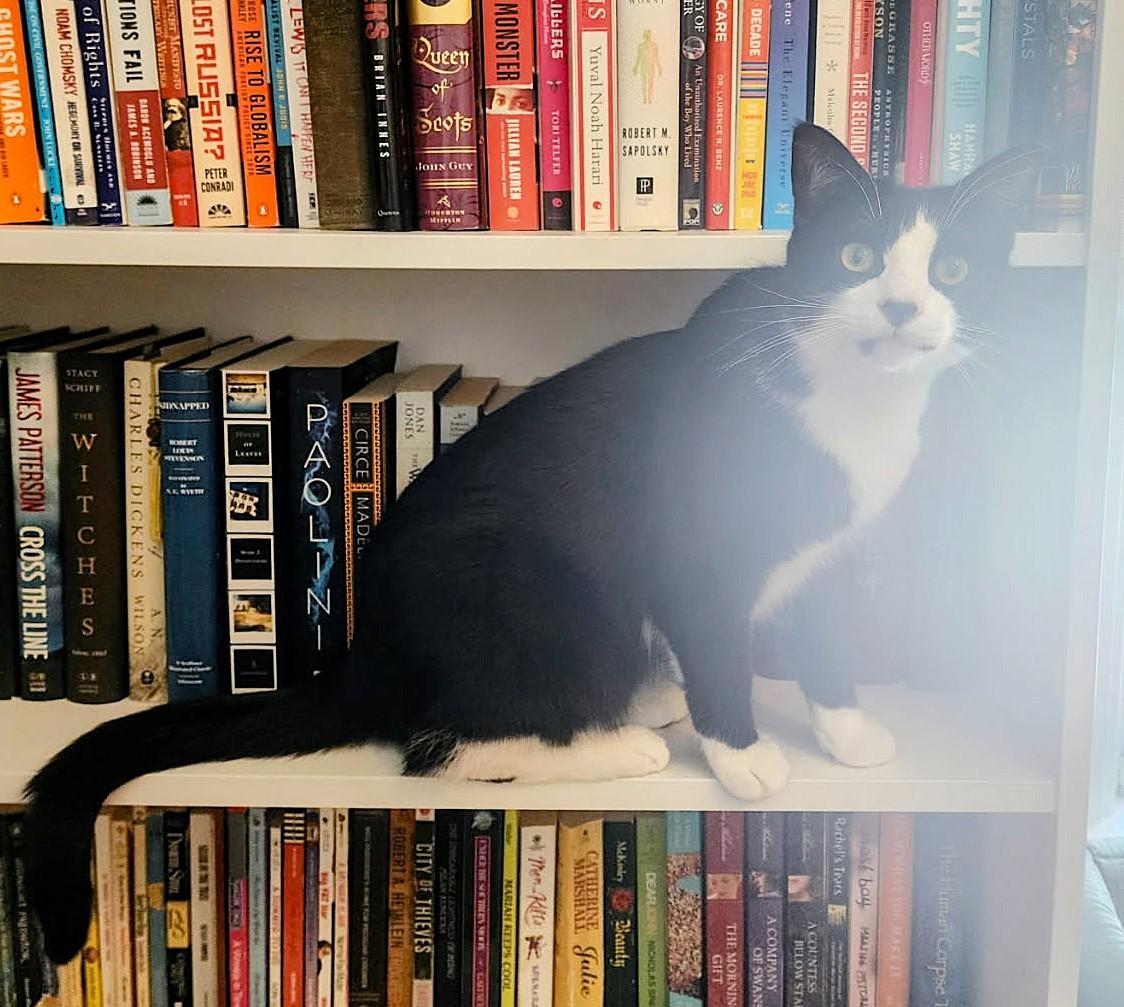 Enlarge Rebel, a Adoptable Tuxedo in New Albany, OH image 2/6