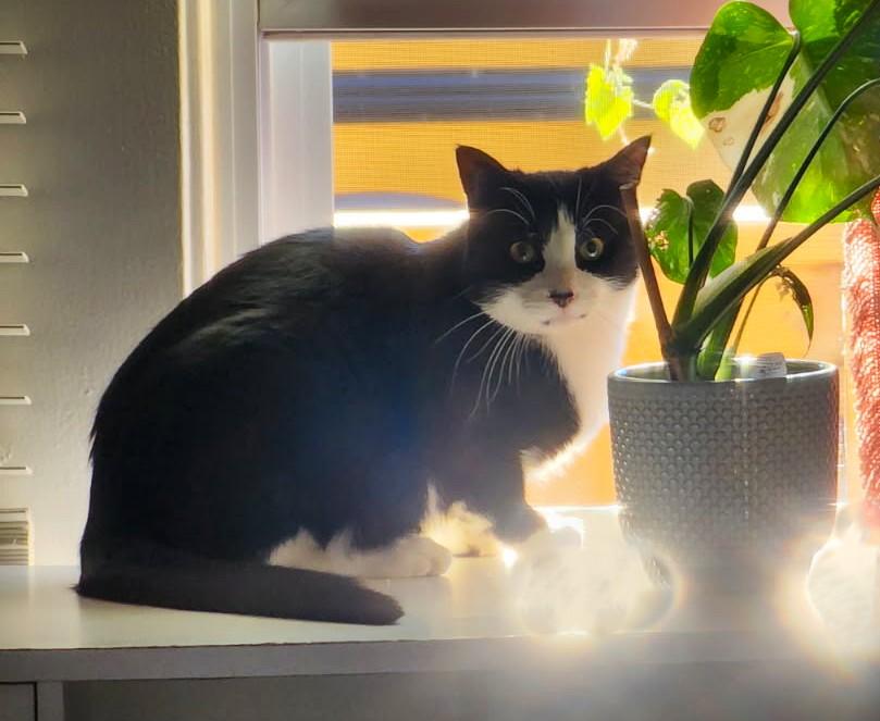 Enlarge Rebel, a Adoptable Tuxedo in New Albany, OH image 4/6