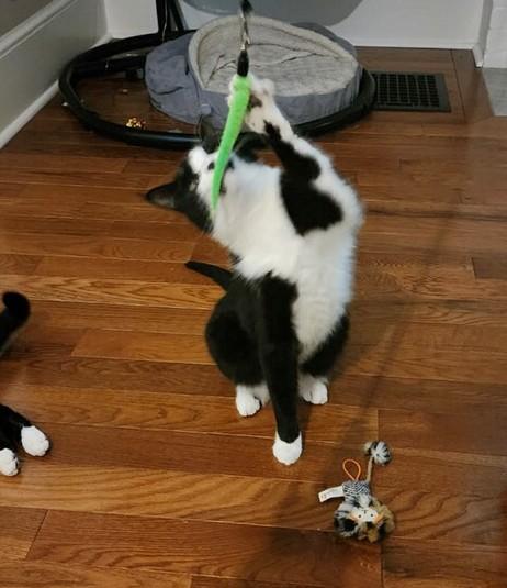 Enlarge Rebel, a Adoptable Tuxedo in New Albany, OH image 6/6