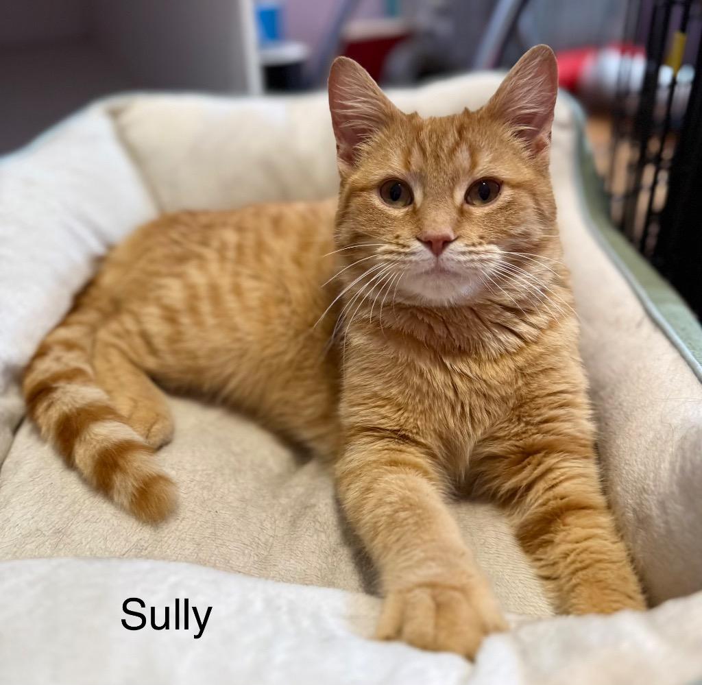 Sully, Adopted, Young Male Domestic Short Hair.