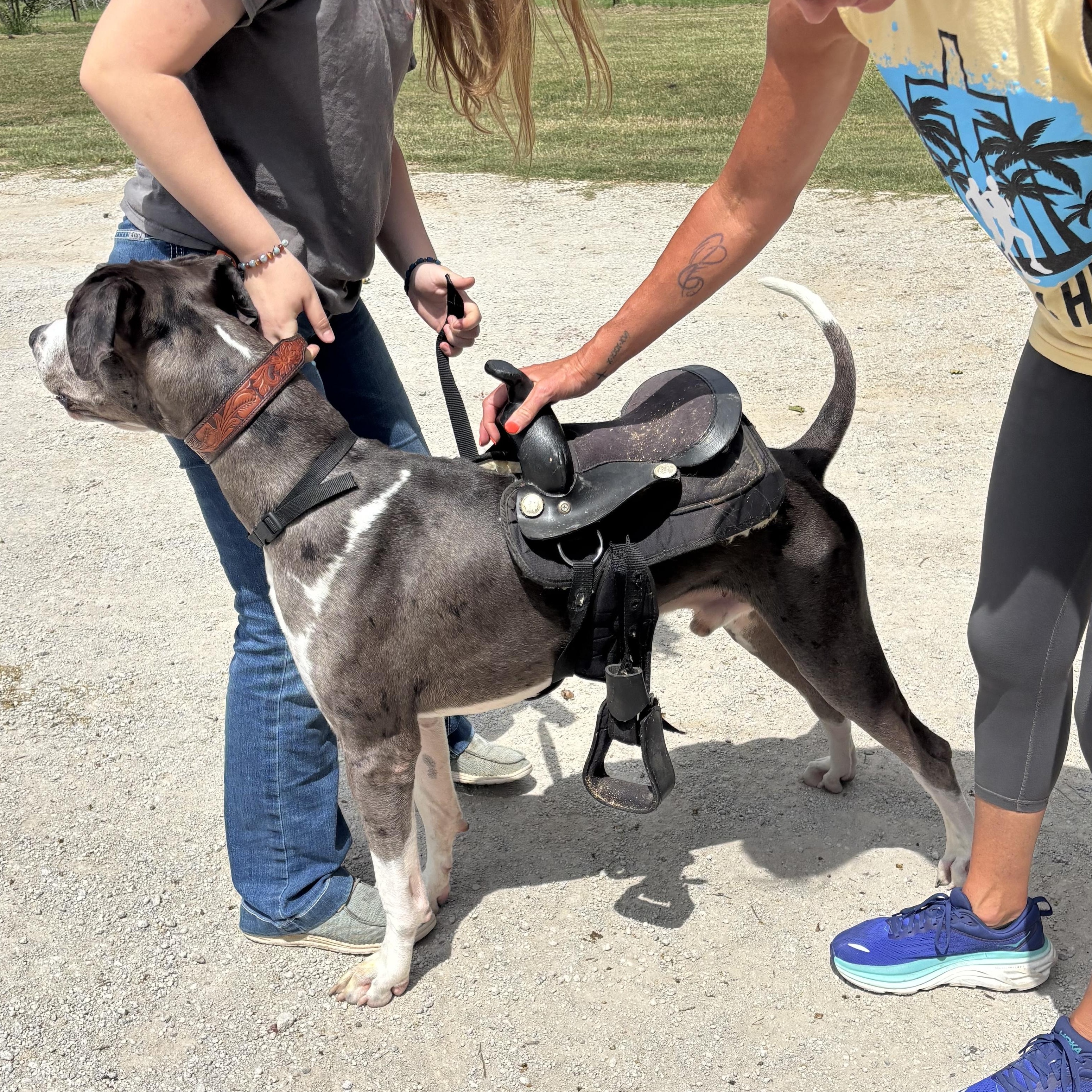 Enlarge Haze, an adopted Great Dane in Weatherford, TX image 2/5